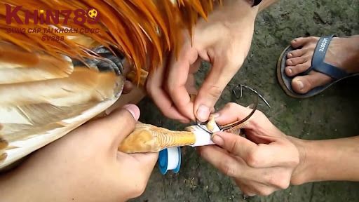 Lý do nên băng cựa cho gà đá