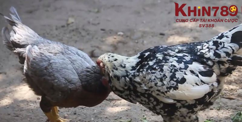 Thắc mắc về bảng màu mạng gà đá