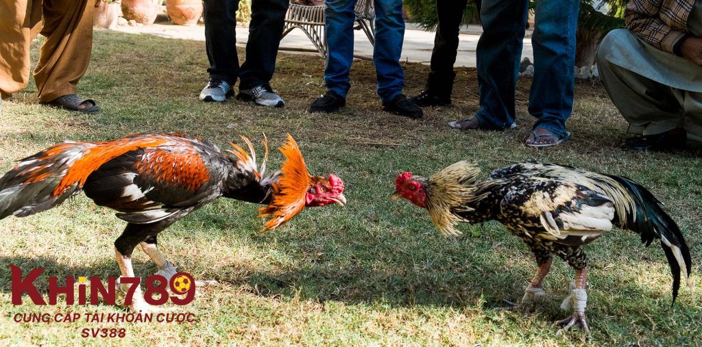 Cách phòng và chữa bệnh cho chiến kê