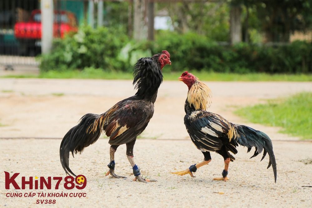 Giải đáp thắc mắc về bí quyết nuôi gá đá