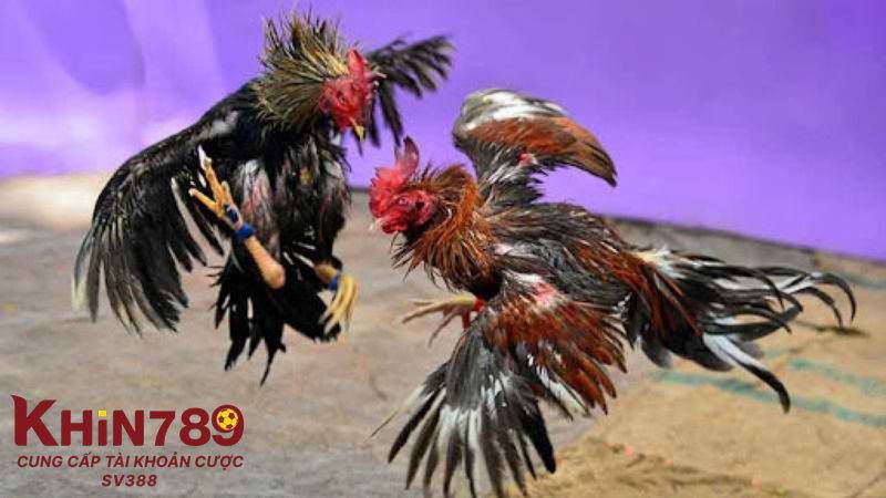 Tìm hiểu về hình thức đá gà Thomo gay cấn