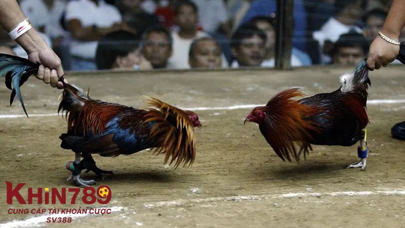 Những cách xem đá gà Thomo hôm nay trực tiếp không bị lag