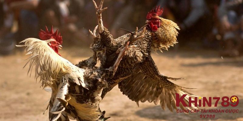 Bí quyết chơi đá gà thực tế từ cao thủ