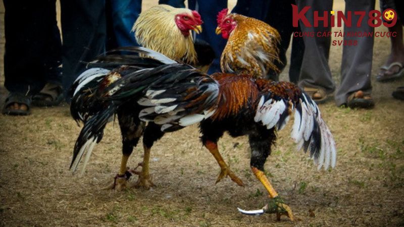 Đá gà Khin789 là một hình thức giải trí trực tuyến
