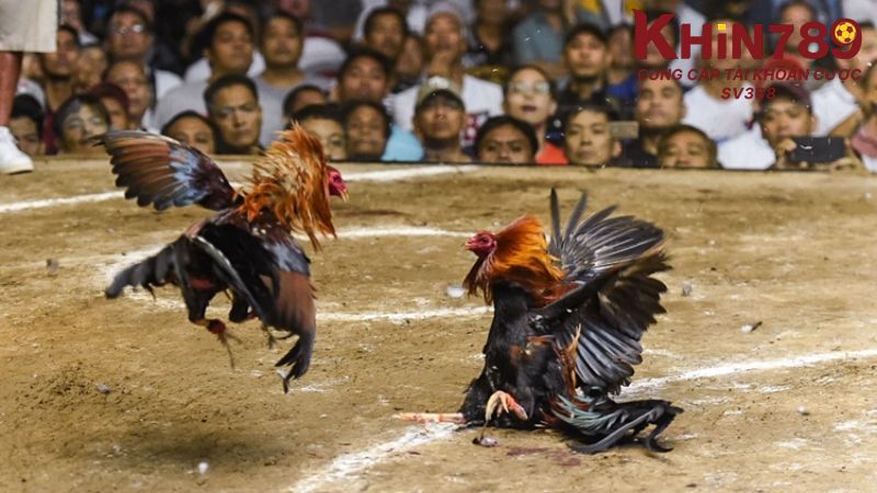 Luật chơi đá gà Khin789 không khác so với truyền thống