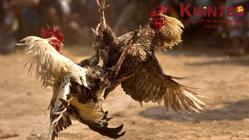 Đá gà tại Khin789 đang là điểm đến hấp dẫn