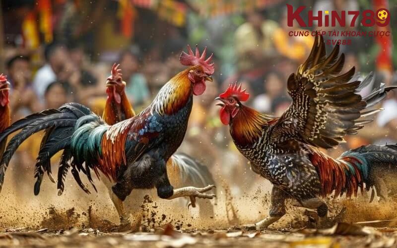 Giới thiệu về đá gà trực tuyến