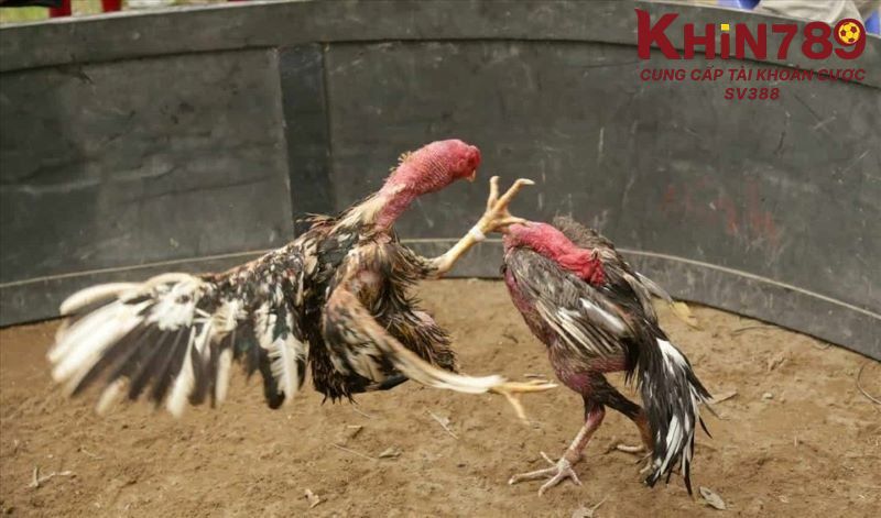 Thắc mắc thường gặp liên quan đến gà đá đòn độc