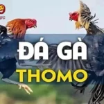 Một số sai lầm thường gặp khi soi kèo đá gà