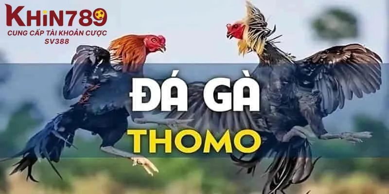 Một số sai lầm thường gặp khi soi kèo đá gà