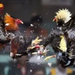 Quản lý vốn cược khi tham gia đá gà