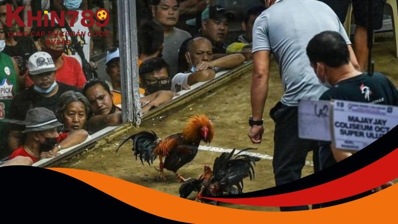 Số lượng trận đấu đá gà Thomo mỗi ngày