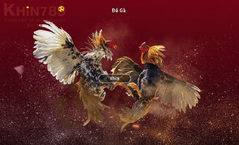 Hỏi đáp về thời gian thi đấu và lịch đá gà Thomo 