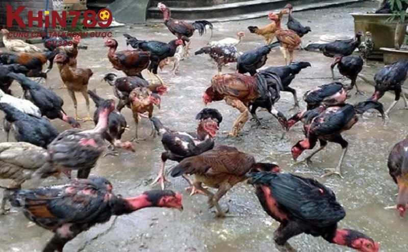 Tổng quan thông tin về gà lai chọi sọc bạn nên biết