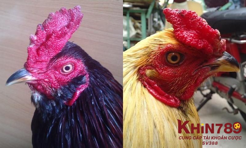 Khám phá tính cách của gà