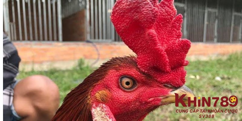 Một số câu hỏi về gà mồng vua