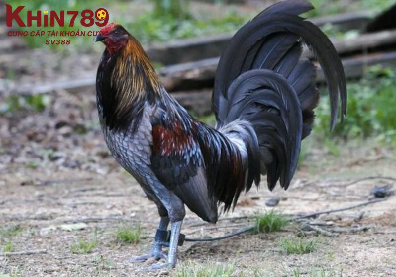 Đôi nét sơ lược về gà Mỹ rặc mà bạn nên biết