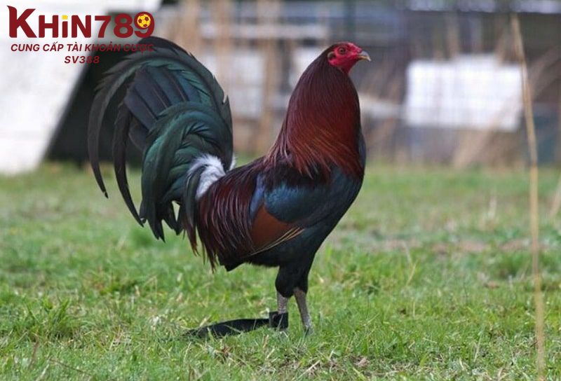 Những điểm cộng lớn mà gà Mỹ rặc sở hữu