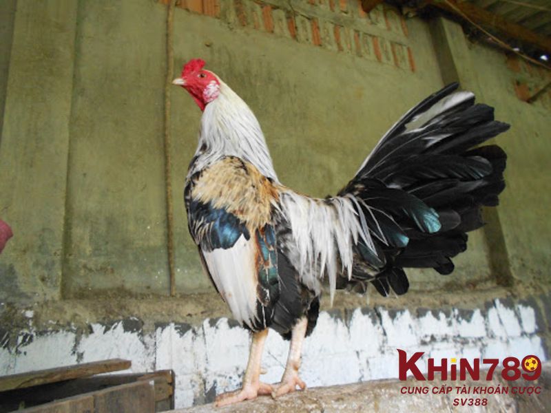 Cách chữa lệch đuôi cho gà đá hiệu quả dành cho sư kê 