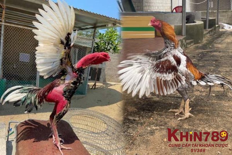 Giải đáp cho một số câu hỏi liên quan đến cách chữa lệch đuôi cho gà đá 