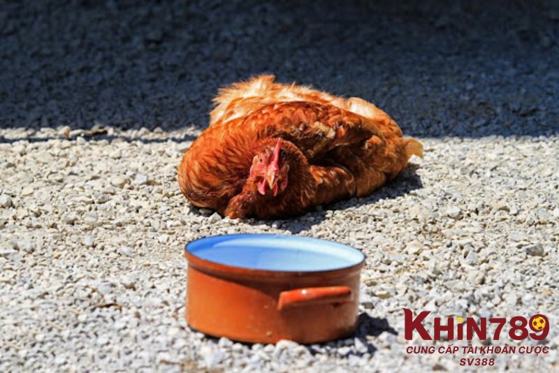 Lý do dẫn đến tình trạng bị sốc nhiệt ở gà đá 