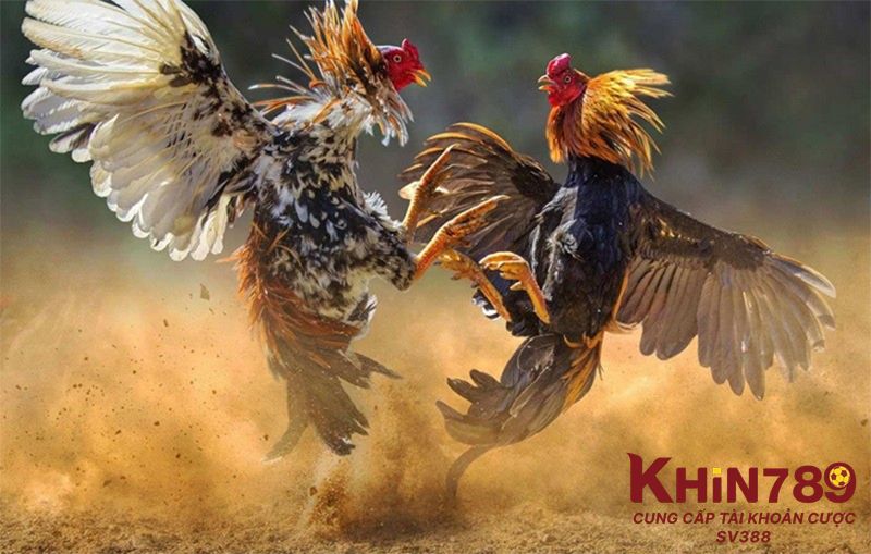 Trường hợp gà đá bị sốc nhiệt là gì? 