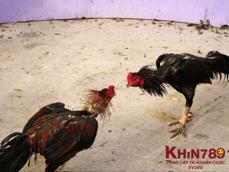 Các dấu hiệu nhận biết tình trạng sốc nhiệt ở gà đá 