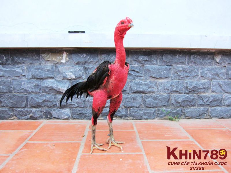 Cách xử lý khi gà đá bị sốc nhiệt thế nào? 