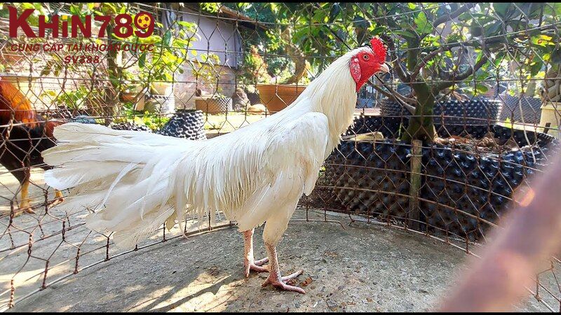 Thông tin giới thiệu về gà nhạn 