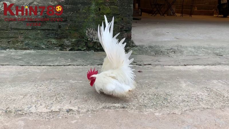 Giống gà nhạn chân vàng 