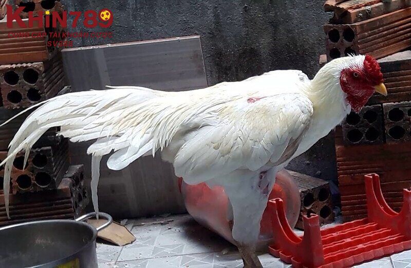 Một số lý do nên lựa chọn gà nhạn ra trận 