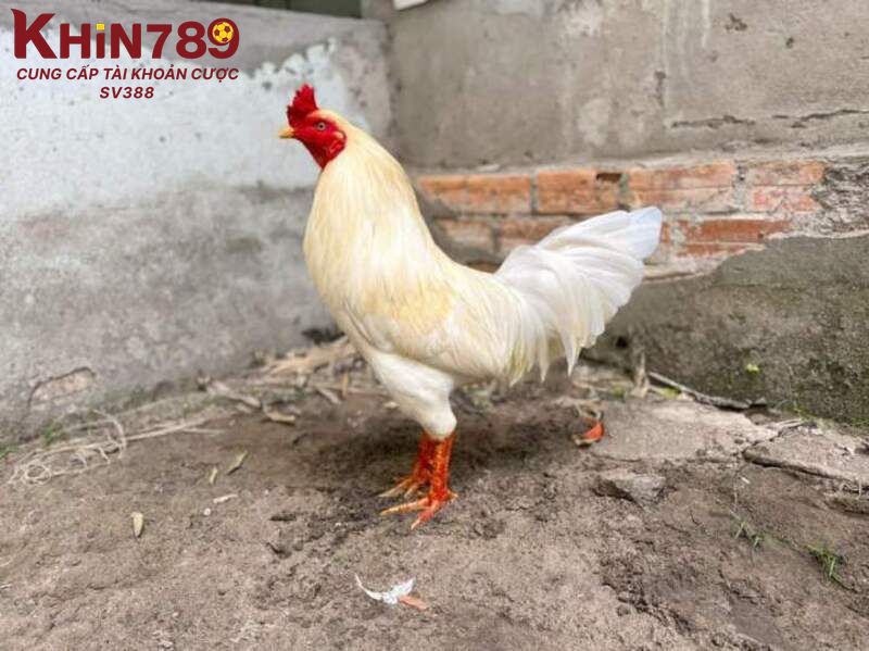 Gà úa là một chiến kê đặc biệt với màu lông vàng nhạt 