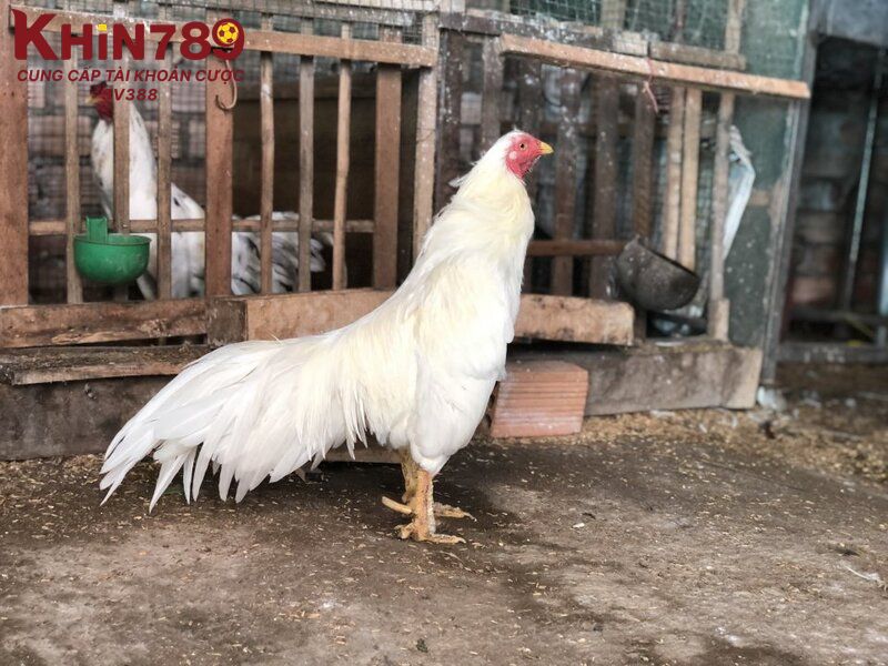 Các đặc điểm nổi bật của gà úa so với giống gà khác 