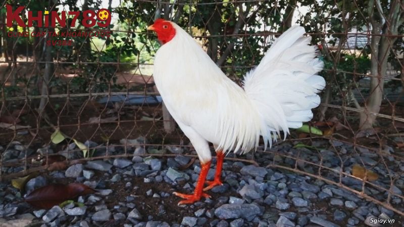 Giống gà úa chân trắng được đánh giá cao về sức bền, lì lợm 