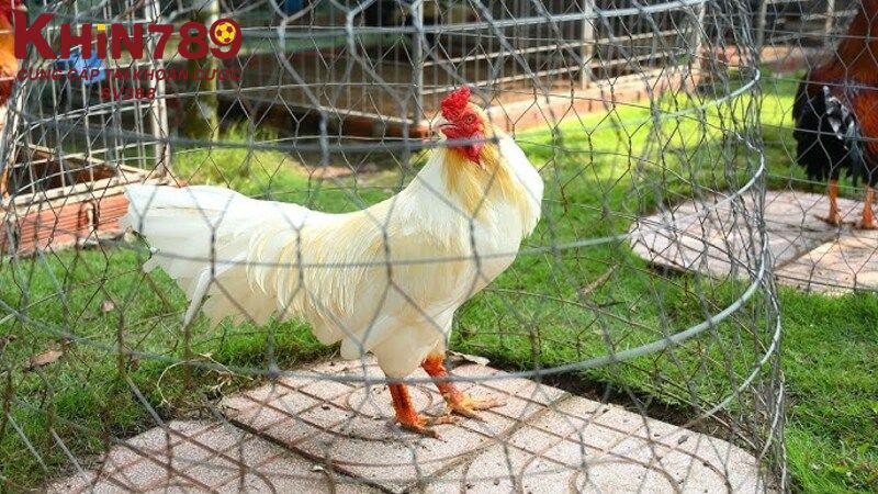 Lý do nên nuôi gà úa là gì? 