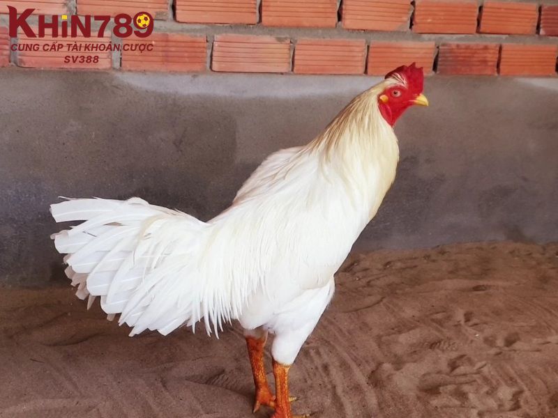 Các ngày may mắn để gà úa xuất trận 