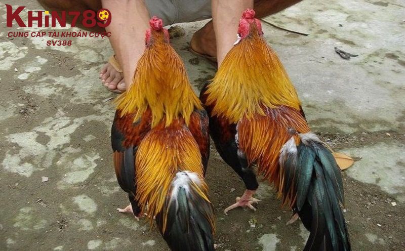 Tổng quan giới thiệu về 33 loại gà thần kê