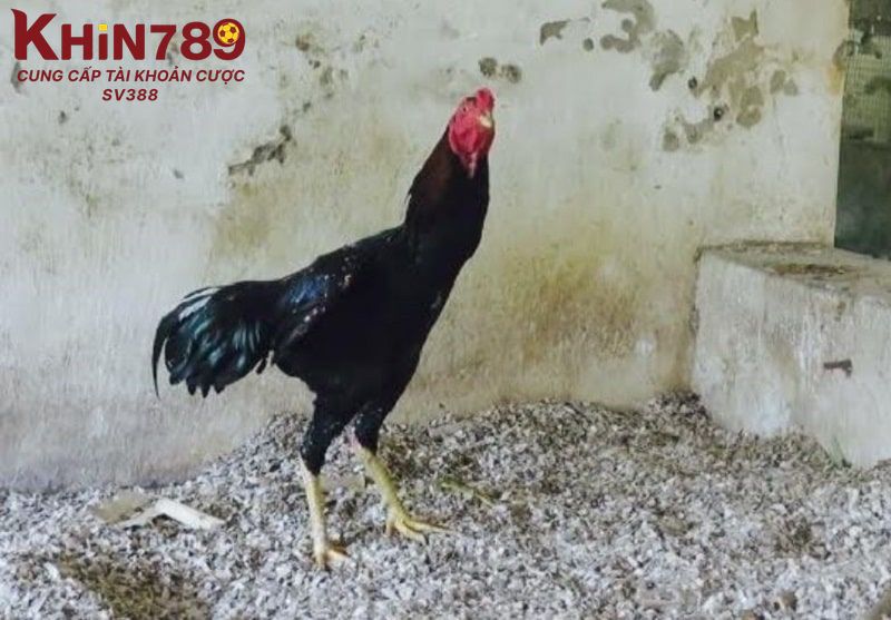 Lưu ý khi lai tạo gà chiến để giữ đặc tính chiến đấu của chúng