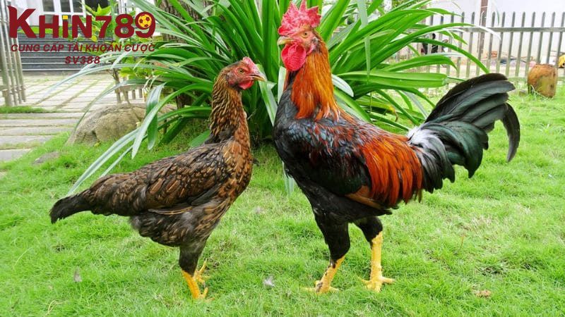 Gà mái khỏe sẽ truyền cho con khả năng đề kháng tốt