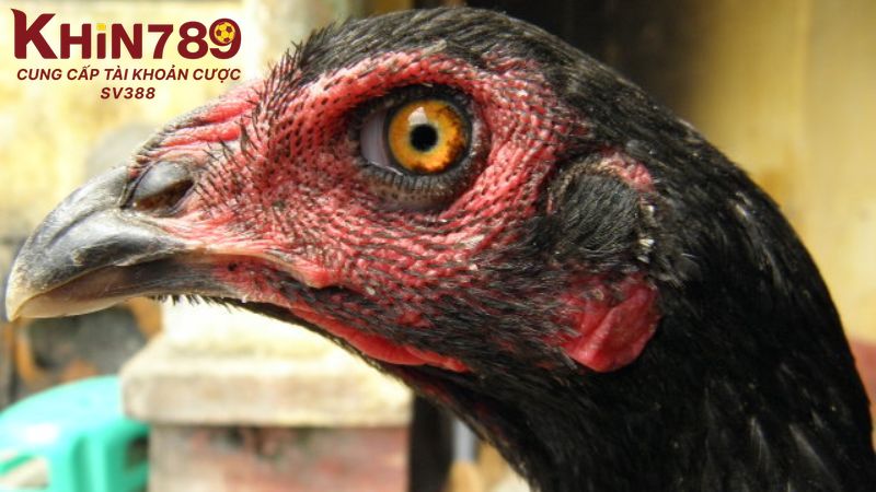 Áp dụng cách chọn gà chọi mái