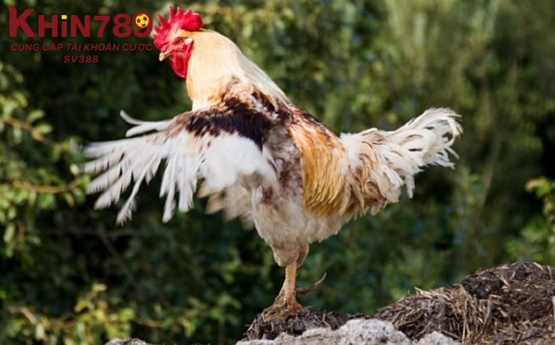 Tìm hiểu đôi nét về việc gà đá thay lông