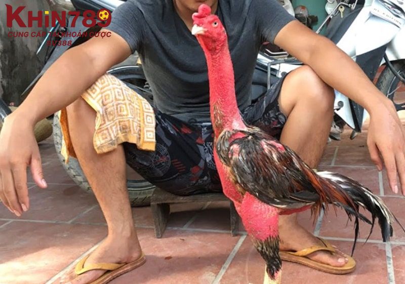 Quá trình gà đá thay lông phụ thuộc nhiều yếu tố khác nhau