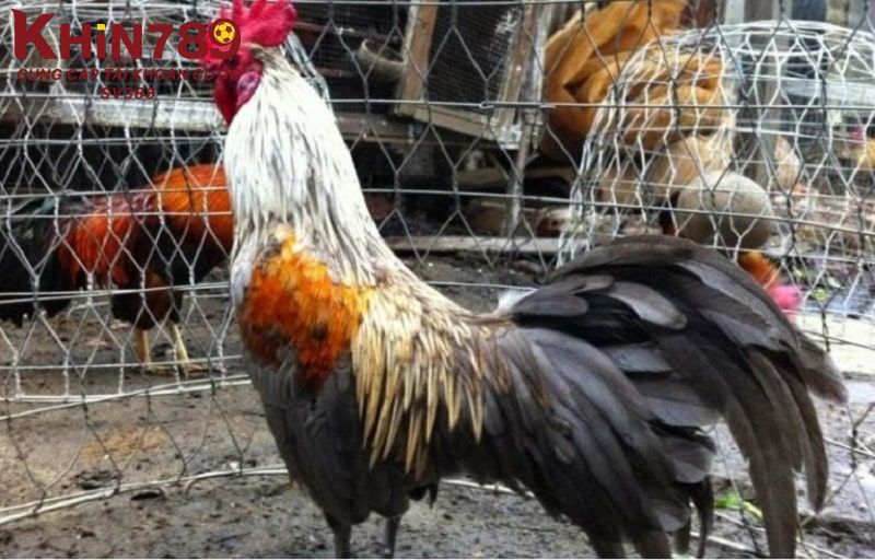 Tìm hiểu thời gian gà đá thay lông bao lâu