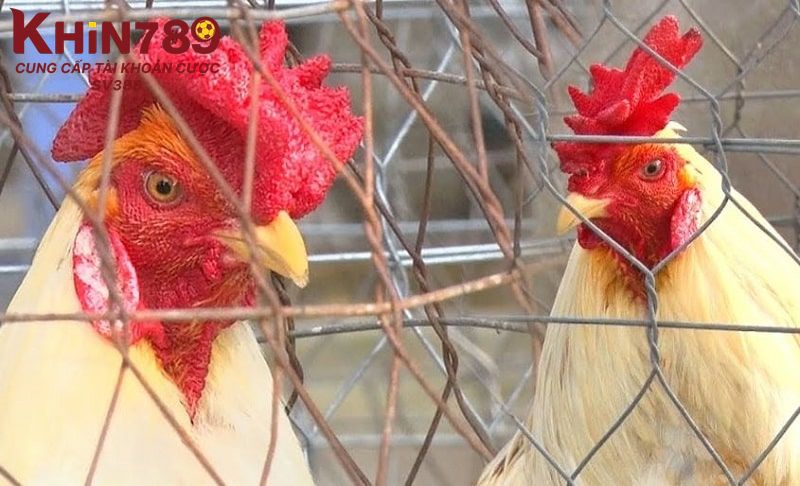 Đôi nét thông tin giới thiệu về gà mồng trà