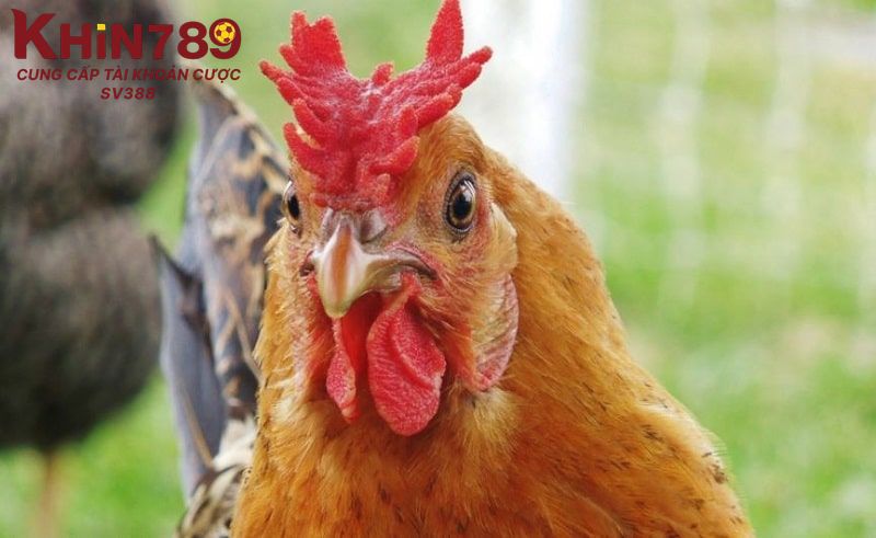 Kỹ thuật huấn luyện gà mồng trà chuyên nghiệp nhất