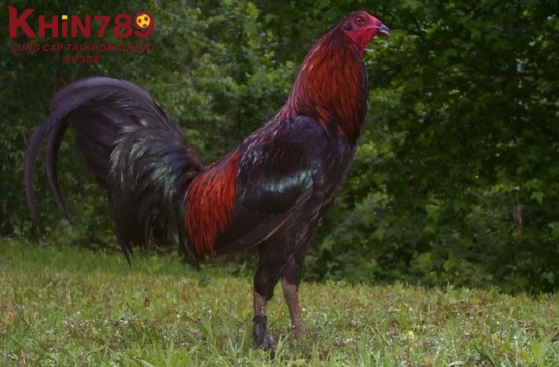 Cách thiết kế chuồng trại cho gà Peru bạn có thể tham khảo