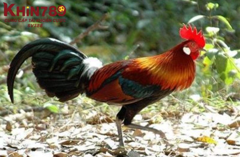 Kế hoạch chăm sóc, chuẩn bị cho gà trước khi thi đấu