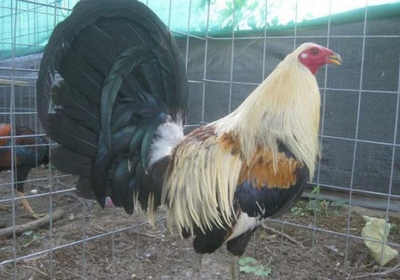 Đặc điểm ngoại hình nổi bật của gà Peru 