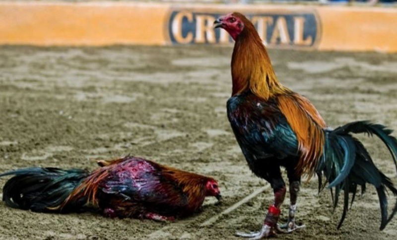 Sơ lược thông tin giới thiệu về gà Peru